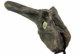 Tall Tyrannosaur (Daspletosaurus) Vertebra - Montana #78779-4
